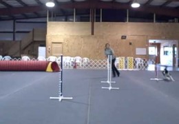 Dog Agility 90 & 270 Turns for Beginners