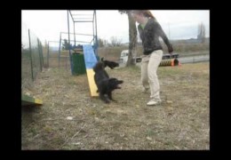 How to Cue Both Dog Agility Contact Cues