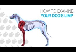 How to Locate and Identify Lameness in Your Agility Dog
