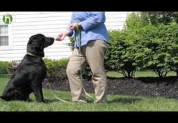Four Exercises to Train Your Dog to Stop Barking