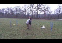Great Dog Agility Exercises with Two Jumps