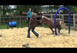 Dog and Pony Show Goes Dog Agility