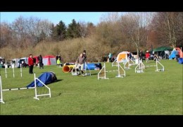 Proof that Dog Agility is Tops for German Hunting Terriers