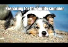 Courses to Prepare Your Dog Agility Team for Competition