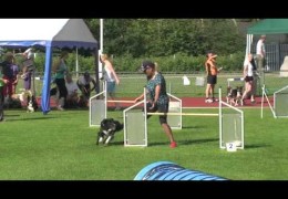 Dog Agility Team Work That Will Leave You Speechless
