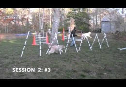 Fix for High Headed Dog Agility Weave Pole Performance