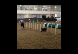 World Agility Open Championships Practice with Team USA