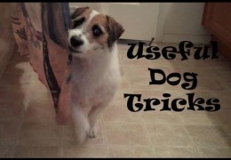 Useful Dog Tricks by Jesse the Jack Russell