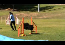 Cookie Monster the Puli Eats up This Dog Agility Course