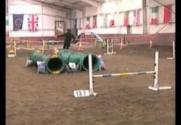 Beagle and Border Terrier Fast Acts in Dog Agility
