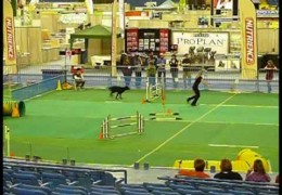 A Giant Schnoodle Doing Dog Agility in Montreal