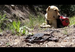 How to Save Your Dog from a Steel Hunting Trap