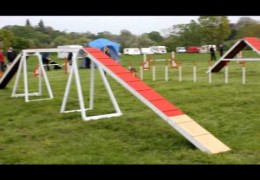 Stunning Dog Agility Speed and Distance Work
