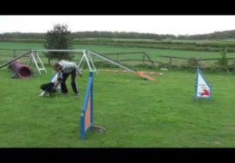 Amazing Dog Agility Foundation Work with Jump Wings