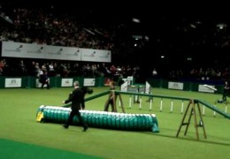 Sarah and Chance Breeze Through this Dog Agility Course