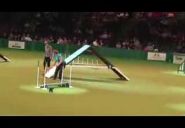 Amazing Tight Finish to the Crufts Dog Agility Small Singles