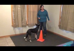 Amanda Nelson Explains How to Start Your Agility Dog in Distance