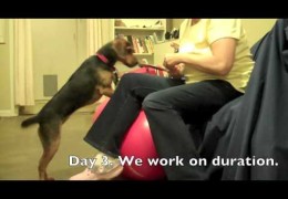 How to Introduction the Exercise Ball for Dog Agility