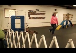 The Best Agility Dog Story Ever