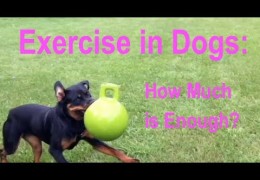 Learn How Much Exercise is Right for Your Agility Dog