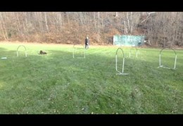 Target Use in Dog Agility Training for Hoopers