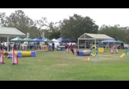 This Dog Agility Team will Leave you Speechless