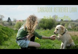This Labrador Retriever Loves Tricks & Dog Agility