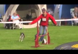 This Boston Terrier Takes on Dog Agility with Ease