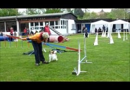 Two Agility Dogs, Two Opposite Attitudes and One Handler