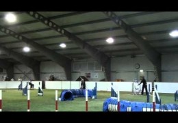 Dog Agility Styles Between Different Teams