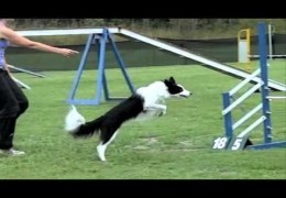 SCFD Dog Agility Competition in Slow-mo