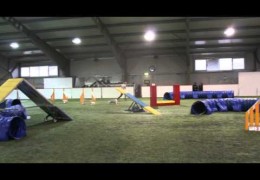 Neon Runs on Jet Fuel on These Dog Agility Courses