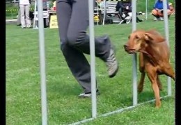 Incredible Montage of Dog Agility Videos with Slow Motion