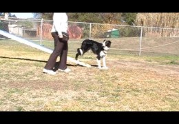 Awesome Mat Training for 2on 2off Dog Agility Contacts