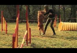 Super Fun Video of Beginners Dog Agility Class