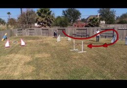 A 4 Jump Dog Agility Combination with 3 Options