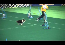 Shetland Sheepdogs in Agility Championship Americas and the Caribbean