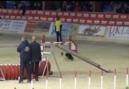 Gamblers Runs From 2013 Dog Agility World Championships