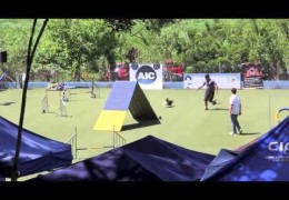 XV Brazilian Championship Dog Agility Overview