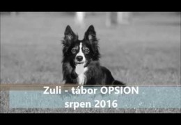 Zuli is a Super Talented Agility Dog