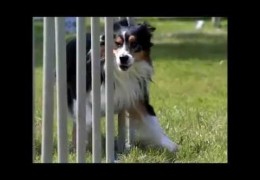 To All Dog Agility Handlers