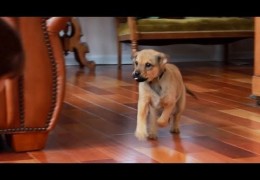 Recall Basics for Beginner Dogs and Puppies Pt 1