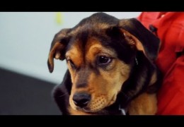 Recall Basics for Beginner Dogs and Puppies Pt 2