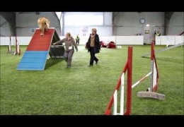 This Afghan Takes Dog Agility Serious