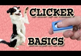 Clicker Training Basics for Dog Agility