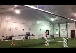Dog Agility Handling Options for the Box to Weave
