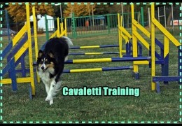 Cavaletti Training with Rosi the Shetland Sheepdog