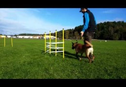 Dog Agility Weaving Training with Wired Weaves