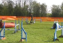 German Pointer Absolutely Loves Dog Agility