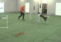 Challenging Dog Agility Blind Crosses